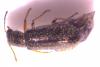 Dasytes sp.